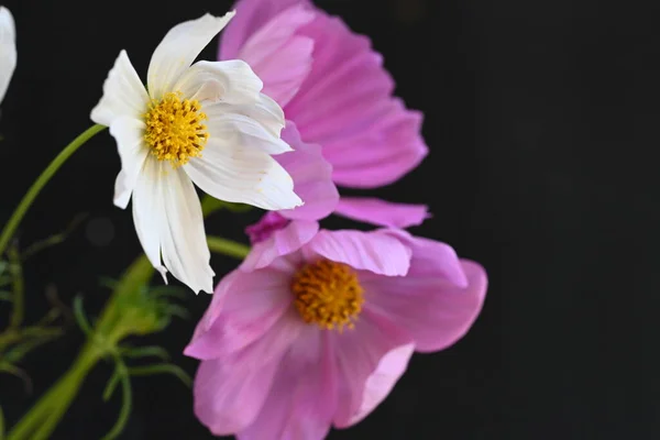 Όμορφα Λουλούδια Στον Κήπο — Φωτογραφία Αρχείου