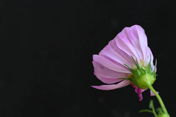 Рожева Квітка Космосу Темному Фоні — стокове фото