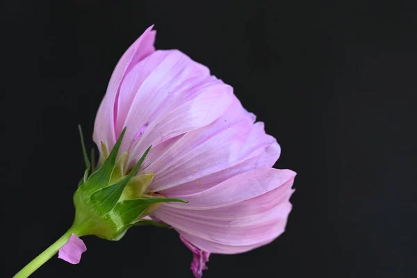 Flor Cosmos Rosa Sobre Fondo Oscuro — Foto de Stock