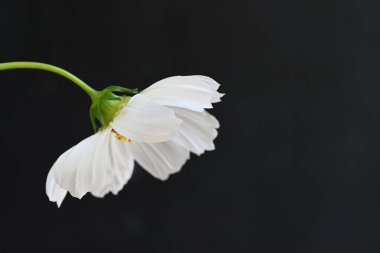 Koyu arkaplanda beyaz kozmos çiçeği