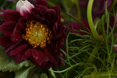 Bahçedeki güzel kırmızı çiçekleri yakından çek.