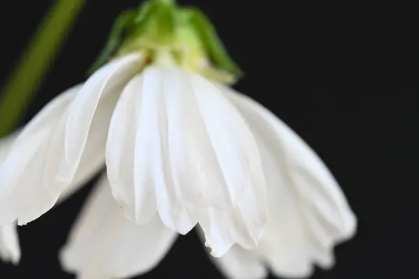 Bílá Kosmos Květ Tmavém Pozadí — Stock fotografie