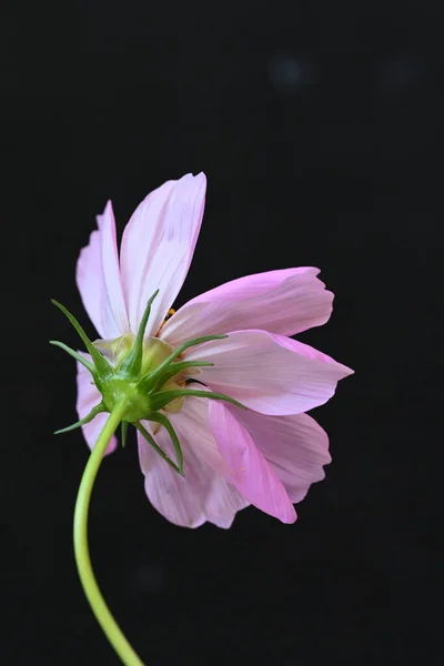 Fiore Cosmo Rosa Sfondo Scuro — Foto Stock