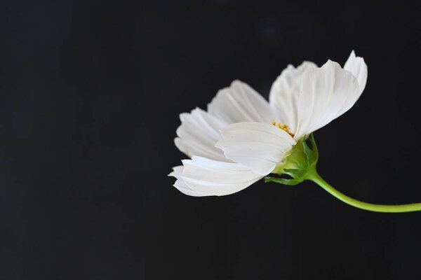 white cosmos flower on dark background