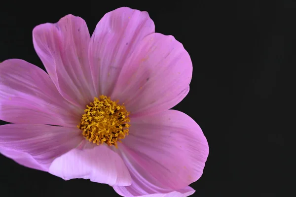 Flor Cosmos Rosa Sobre Fondo Oscuro — Foto de Stock