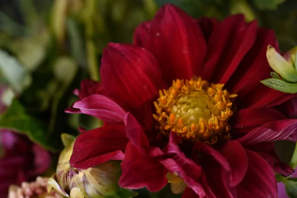 花园里一丛丛美丽的红花 — 图库照片