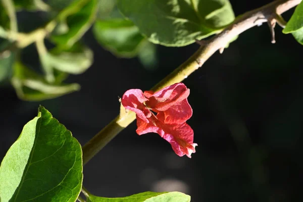Primer Plano Plano Hermosas Flores Rojas Jardín —  Fotos de Stock