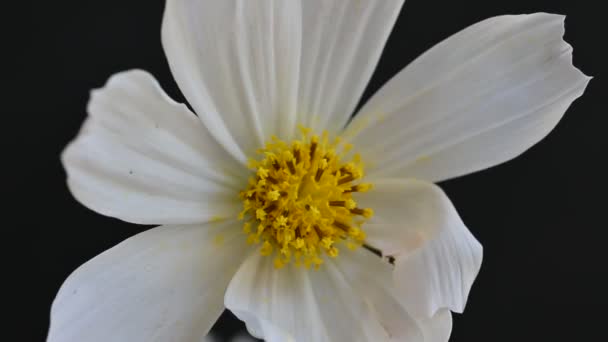 Flores Cosmos Brancas Sobre Fundo Preto — Vídeo de Stock