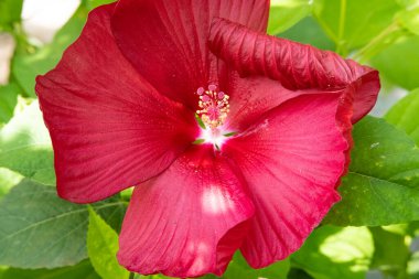 Güzel çiçek bahçede büyüyen