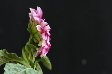 Güzel çiçeğe yaklaş. 