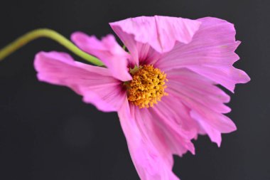 Güzel çiçeğe yaklaş. 