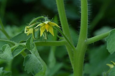 Domates bitkisinin sarı çiçeklerini kapatın.