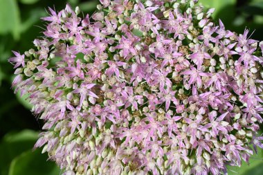 Güzel pembe çiçekler, çiçek konsepti