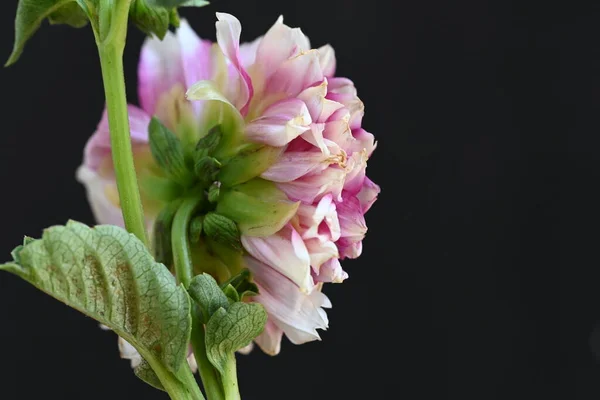 Primer Plano Hermosa Flor — Foto de Stock