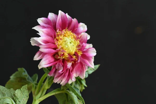 Zbliżenie Piękny Kwiat — Zdjęcie stockowe