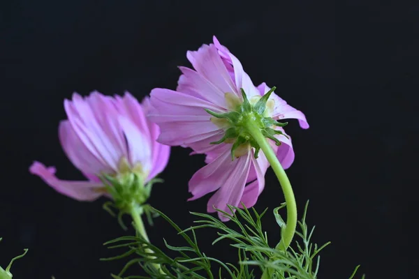 Flores Bonitas Conceito Verão Vista Perto — Fotografia de Stock