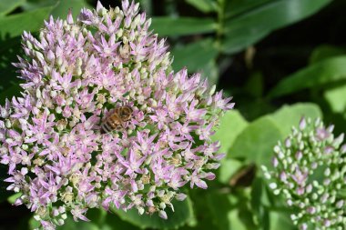 bir çiçek üzerinde arı, yakın