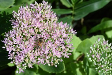 Bahçedeki güzel çiçeğe ve arıya yaklaş