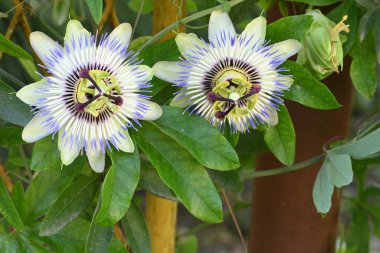 Bahçedeki güzel çiçekleri kapat. 