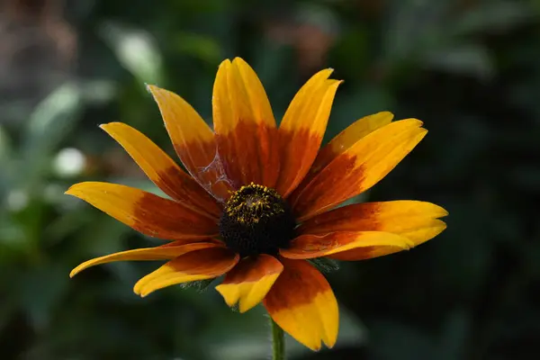 Vacker Blomma Växer Trädgården — Stockfoto