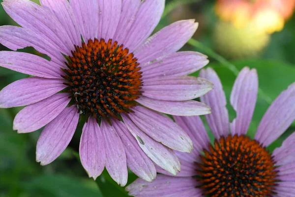 Närbild Vackra Blommor Trädgården — Stockfoto