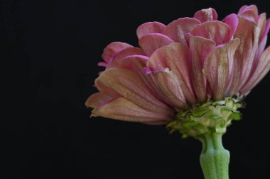 Güzel çiçeğe yaklaş. 