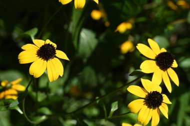 Bahçedeki güzel çiçekleri kapat. 