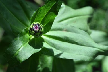 Güzel çiçek tomurcuğu, yaz konsepti, yakın manzara