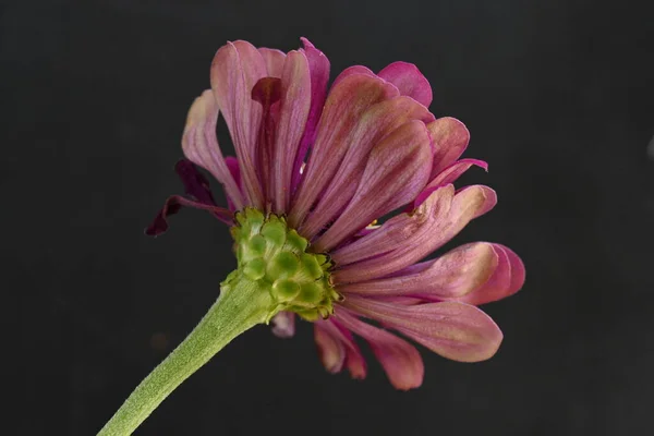 Primer Plano Hermosa Flor —  Fotos de Stock