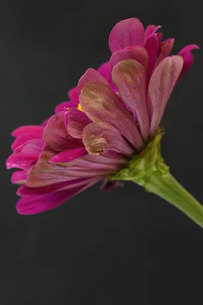 Primer Plano Hermosa Flor — Foto de Stock