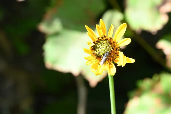 Bee Pollinating Yellow Flower — Stock Photo, Image