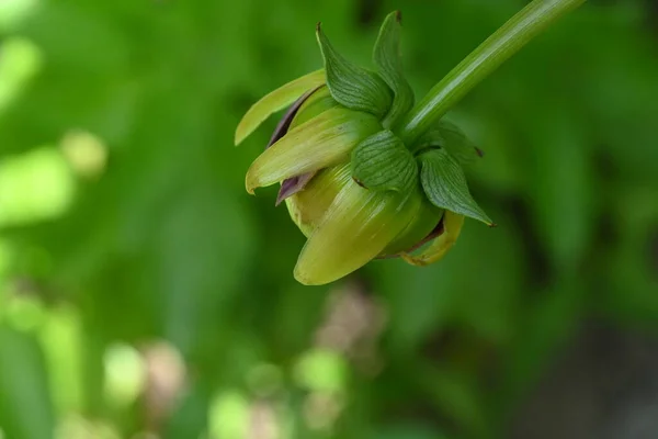 Vacker Blomma Växer Trädgården — Stockfoto