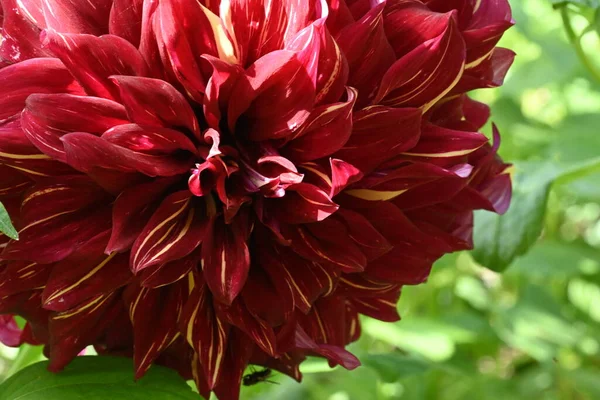Belle Fleur Poussant Dans Jardin — Photo