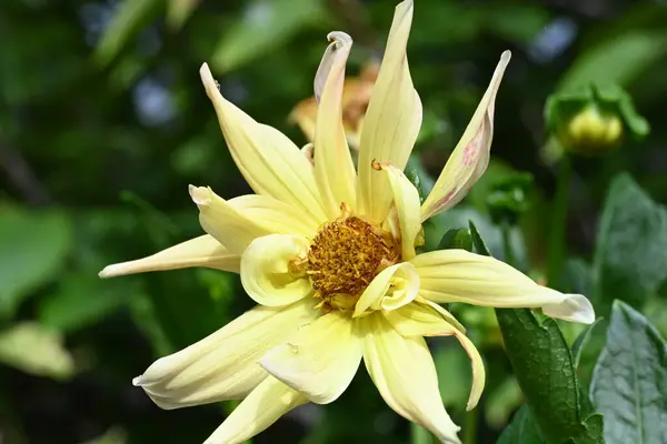 Hermosas Flores Amarillentas Jardín — Foto de Stock