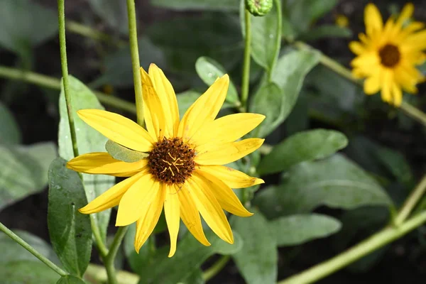 Красивые Желтые Цветы Саду — стоковое фото