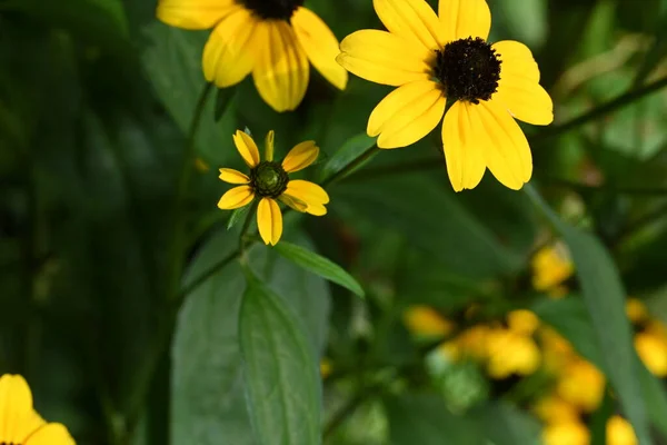 Hermosas Flores Amarillentas Jardín — Foto de Stock