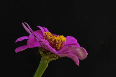 Siyah arka planda güzel pembe çiçek, yakın görüş