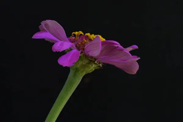 Bellissimo Fiore Rosa Sfondo Nero Vista Vicino — Foto Stock