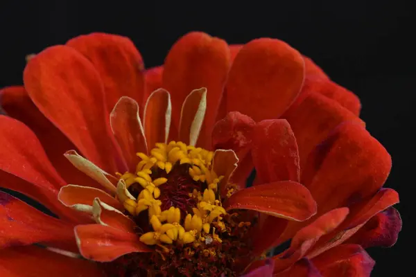 黒い背景に美しい赤い花 クローズビュー — ストック写真