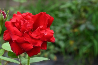 Bahçedeki güzel gülün yakın görüntüsü