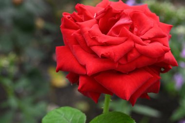 Bahçedeki güzel gülün yakın görüntüsü