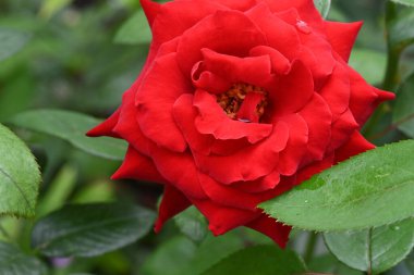 Bahçedeki güzel gülün yakın görüntüsü