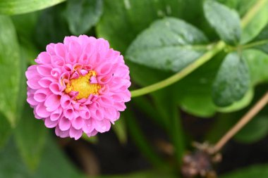 Bahçedeki güzel pembe çiçekler