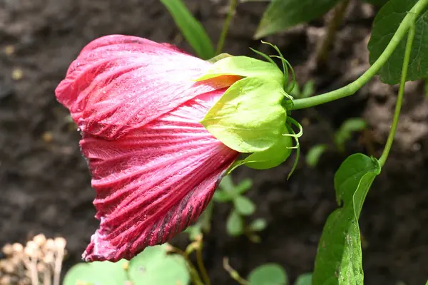 Schöne Rosa Blumen Garten — Stockfoto