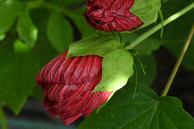Bahçedeki güzel kırmızı çiçek