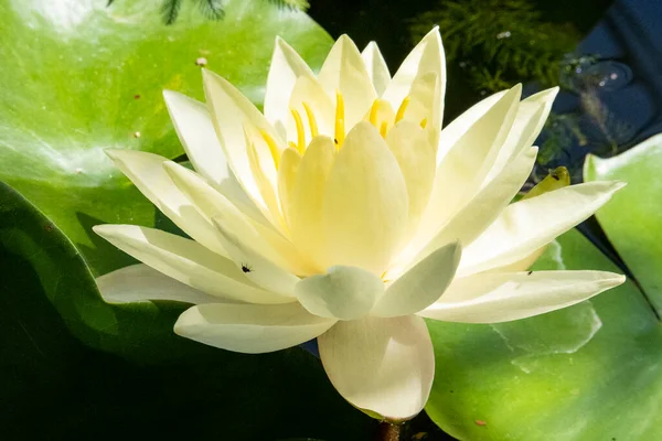 Schöne Lotusblume Garten — Stockfoto