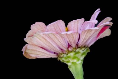 Güzel çiçeğe yaklaş. 