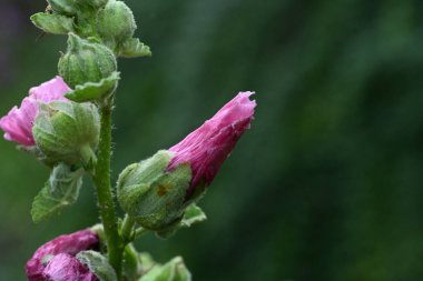 bahçede büyüyen güzel pembe çiçekler