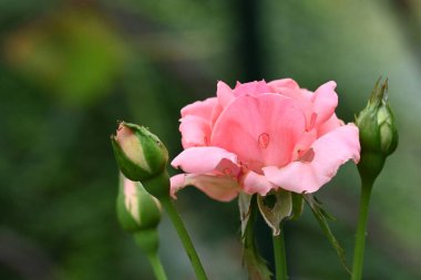 Güzel gül çiçeğine yaklaş 