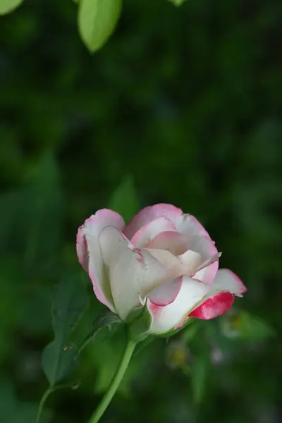 Primer Plano Hermosa Flor Rosa — Foto de Stock